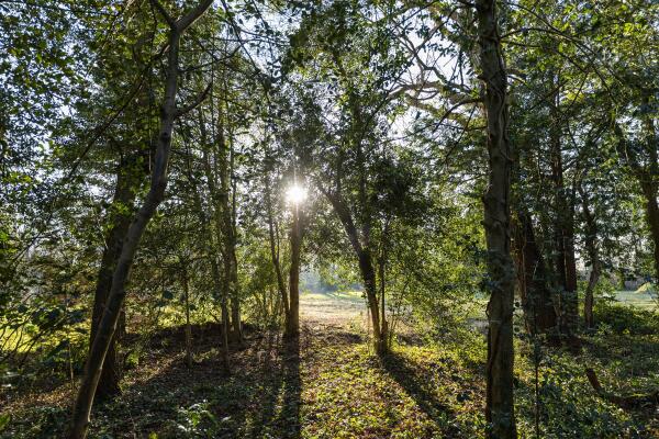 photo 10 Bastinglaan 20 0 ong